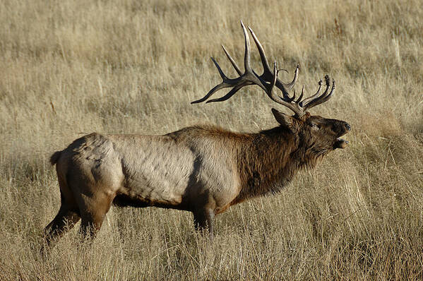 Photography Poster featuring the photograph Bull Elk Bugling by Lee Kirchhevel