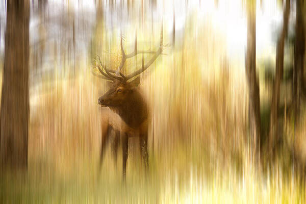 Elk Poster featuring the photograph Bull Elk Forest Gazing by James BO Insogna