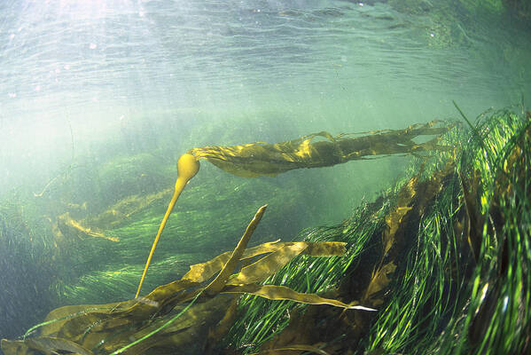 00117594 Poster featuring the photograph Bull Kelp And Sea Grass by Flip Nicklin