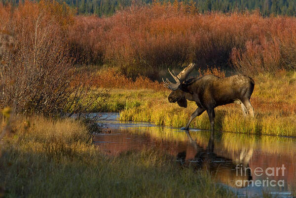 Animal Poster featuring the photograph Bull Moose by Thomas and Pat Leeson