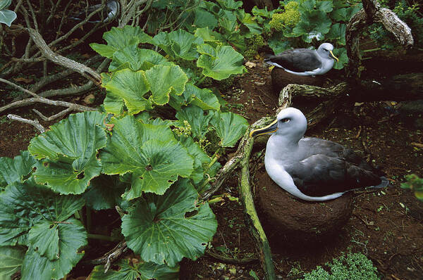 Feb0514 Poster featuring the photograph Bullers Albatross Nesting Snares Islands by Tui De Roy