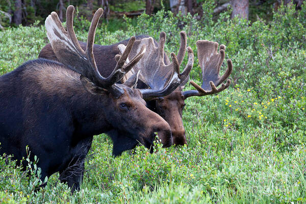Moose; Moose Photograph Poster featuring the photograph Bulls of the Woods by Jim Garrison