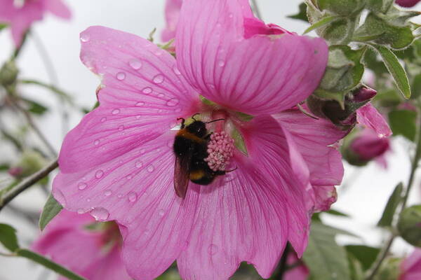 Bumble Bee Poster featuring the photograph Bumble Bee on Lavatera by David Grant