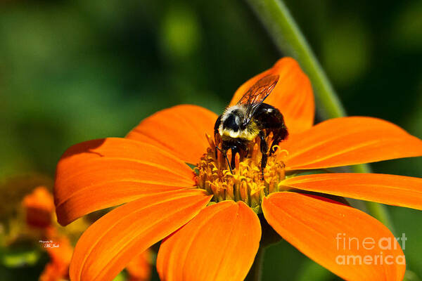 Nectar Poster featuring the photograph Bumblebee Hard At Work by Ms Judi