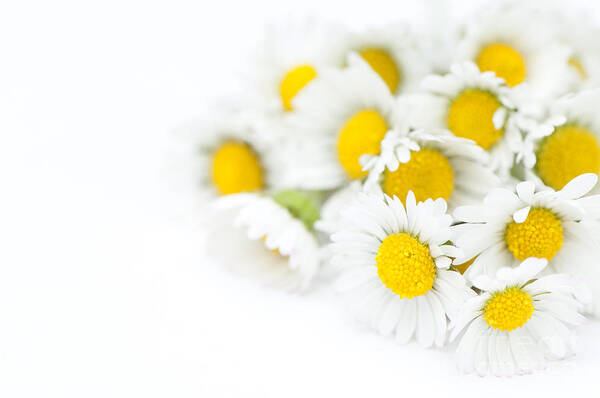 Floral Poster featuring the photograph Bunch of Daisies by Anne Gilbert