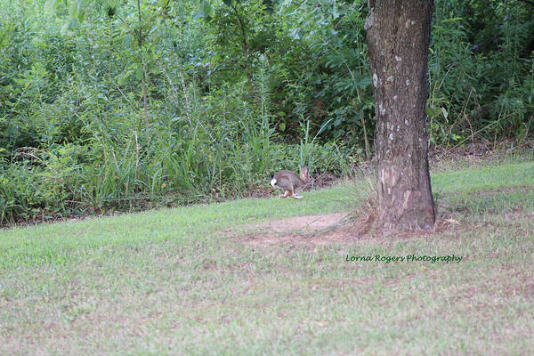 Rabbit Poster featuring the photograph Bunny Hop by Lorna Rose Marie Mills DBA Lorna Rogers Photography