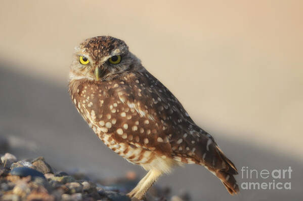Owl Poster featuring the photograph Burrowing Owl by Donna Greene