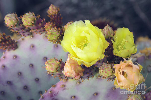 Prickly Pear Cactus Poster featuring the photograph Bursting by Tamara Becker