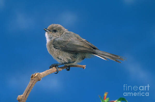 Animal Poster featuring the photograph Bushtit by Anthony Mercieca