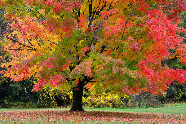 Busse Woods Poster featuring the photograph Busse Woods Fall Color by Ray Mathis