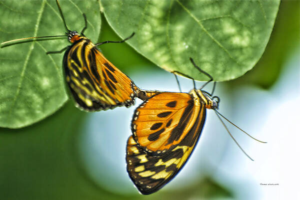 Il Poster featuring the photograph Butterflies Mating by Thomas Woolworth