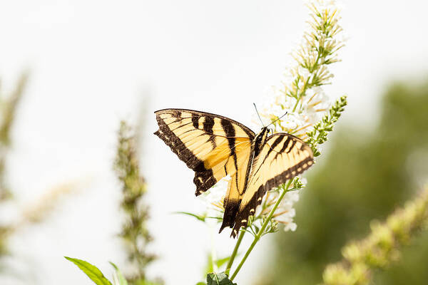 Butterfly Beauty Poster featuring the photograph Butterfly Beauty by Karol Livote