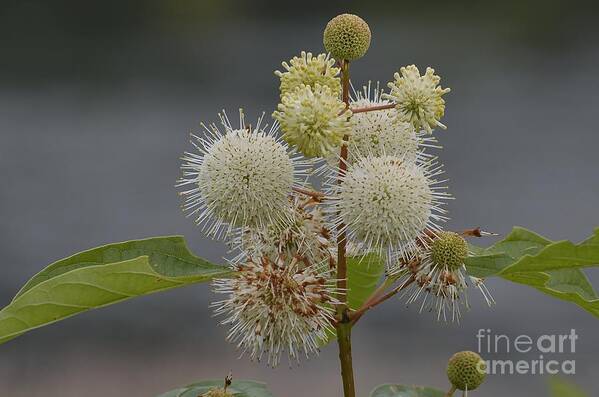White Flowers Poster featuring the photograph Buttonbush by Randy Bodkins