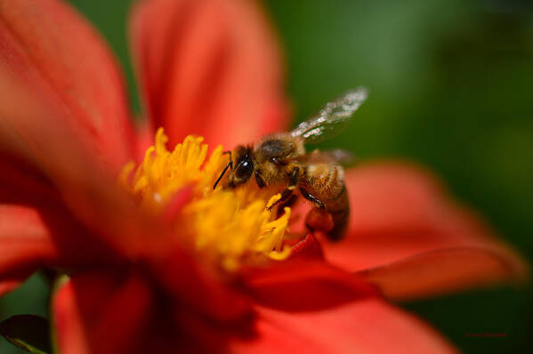 Bee Poster featuring the photograph Buzz Is The Word by Donna Blackhall