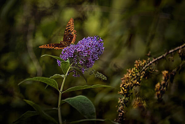 Butterfly Poster featuring the photograph By Light of the Butterfly by Belinda Greb