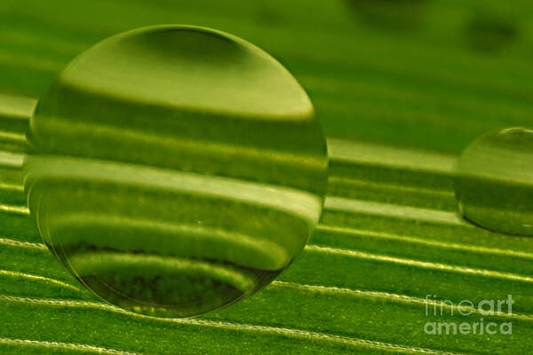 Raindrop Poster featuring the photograph C Ribet Orbscape Green Jupiter by C Ribet