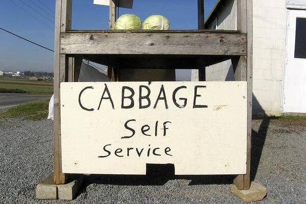 Amish Poster featuring the photograph Cabbage Self Service by Tana Reiff