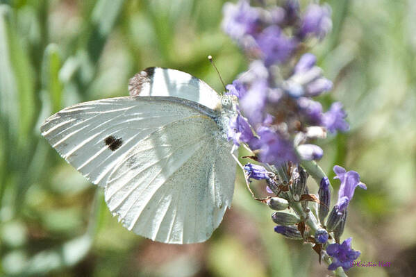 Butterfly Poster featuring the photograph Cabbage White on Lavender by Kristin Hatt