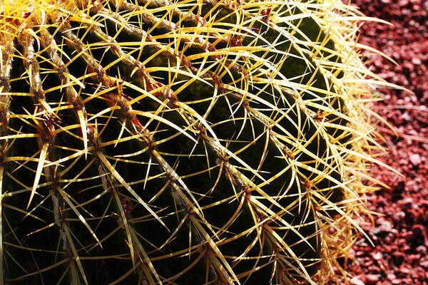  Poster featuring the photograph Cactus 10 by Cheryl Boyer