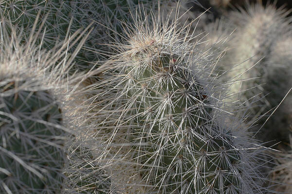  Poster featuring the photograph Cactus 12 by Cheryl Boyer