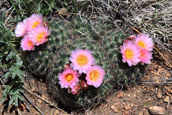 Cactus Poster featuring the photograph Cactus Blooms by Shane Bechler