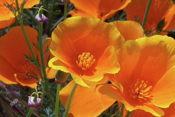 California Poppy Poster featuring the photograph California Poppies by Ben and Raisa Gertsberg