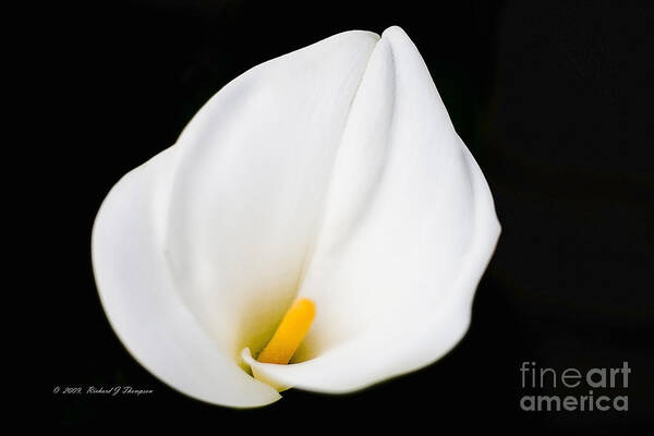 Calla Lily Poster featuring the photograph Calla Lily Flower Face by Richard J Thompson 