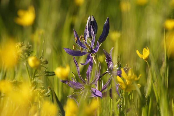 Camas Poster featuring the photograph Camas and wild flowers by Inge Riis McDonald