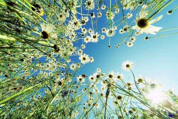 Nature Poster featuring the photograph Camomile Flowers by Wladimir Bulgar