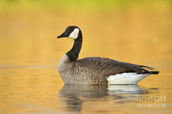 Goose Poster featuring the photograph Canada goose at sunrise by Bryan Keil