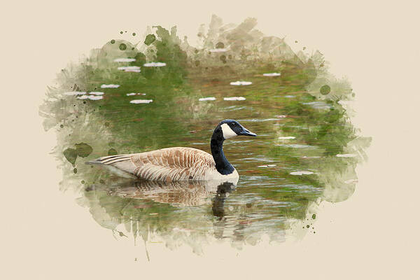 Canada Goose Poster featuring the mixed media Canada Goose Watercolor Art by Christina Rollo