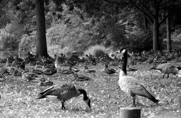 Canadian Geese Photo Poster featuring the photograph Canadian Geese by Bob Pardue