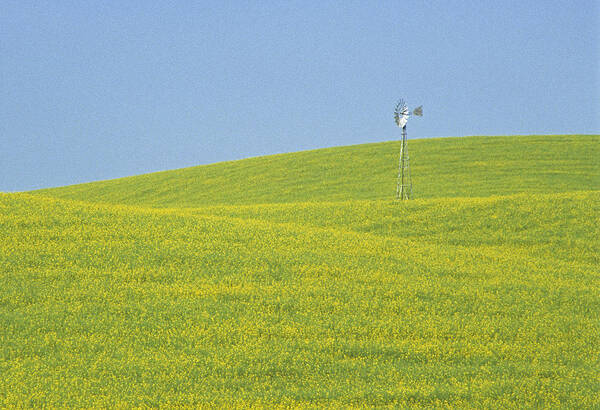  Usa Poster featuring the photograph Canola Windmill by Doug Davidson