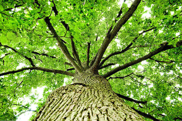 Tree Poster featuring the photograph Canopy by Greg Fortier