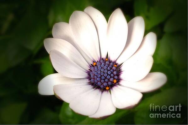 Flowers Poster featuring the photograph Cape Daisy by Scott Cameron