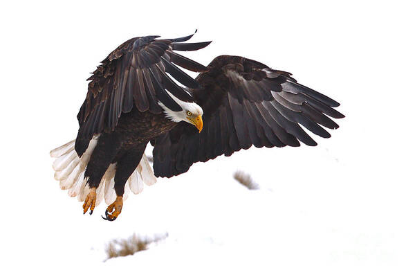 American Bald Eagle Poster featuring the photograph Caped Crusader by Bill Singleton