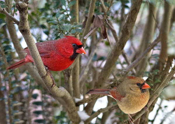 Cardinal Couple Poster featuring the photograph Cardinal Couple by Jemmy Archer