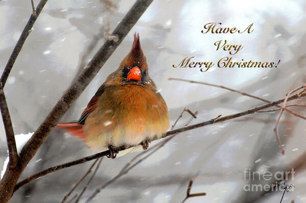 Christmas Poster featuring the photograph Cardinal In Snow Christmas Card by Lois Bryan