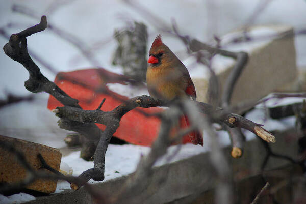 Cardinal Poster featuring the photograph Cardinal Out on a Limb by Wanda Jesfield