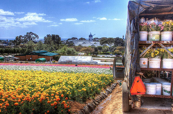 Carlsbad Poster featuring the photograph Carlsbad Flower Fields by Ann Patterson