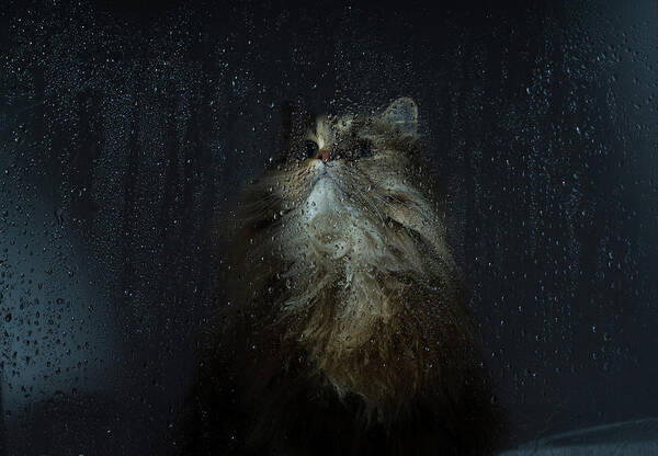 Pets Poster featuring the photograph Cat By Rainy Window by Benjamin Torode