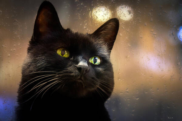 Cat Poster featuring the photograph Cat in the window by Bob Orsillo