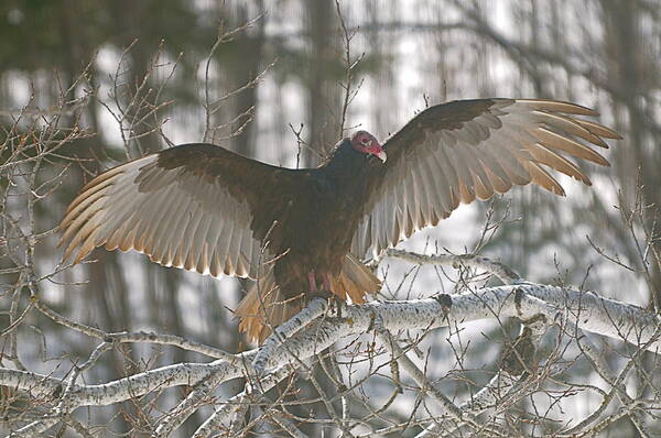 Turkey Vulture Poster featuring the photograph Catching some rays by Sandra Updyke