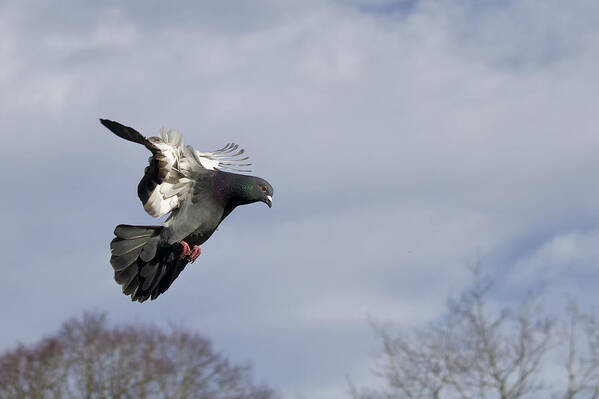 Pidgeon Poster featuring the photograph Catching the wind by Shirley Mitchell