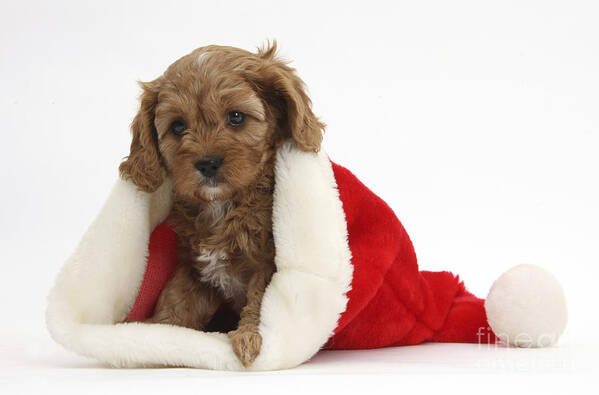 Red Cavapoo Pup Poster featuring the photograph Cavapoo Puppy In Christmas Hat by Mark Taylor