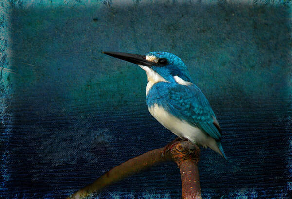 Cerulean Kingfisher Poster featuring the photograph Cerulean Kingfisher blue Alcedo coerulescens by Perry Van Munster