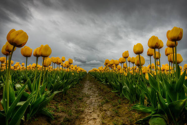 Yellow Poster featuring the photograph Chance of Rain by Dan Mihai