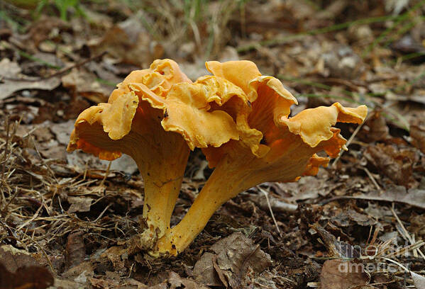 Nature Poster featuring the photograph Chanterelle Mushroom Cantharellus by Susan Leavines