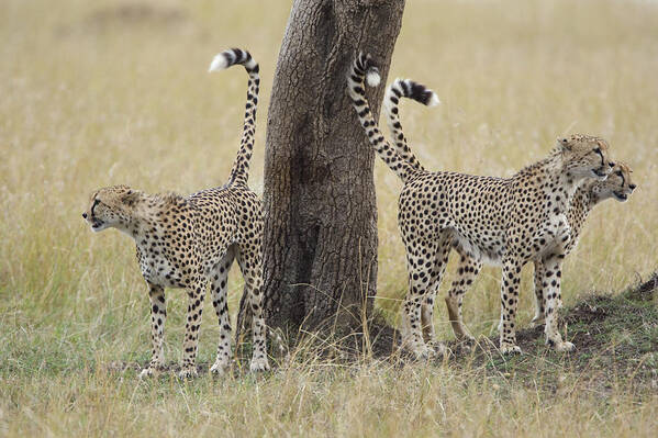 Suzi Eszterhas Poster featuring the photograph Cheetah Males Marking Tree Kenya by Suzi Eszterhas