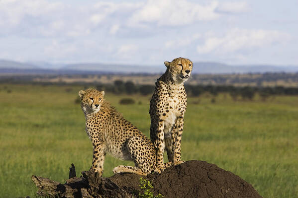 Suzi Eszterhas Poster featuring the photograph Cheetah Mother And Cub Masai Mara by Suzi Eszterhas